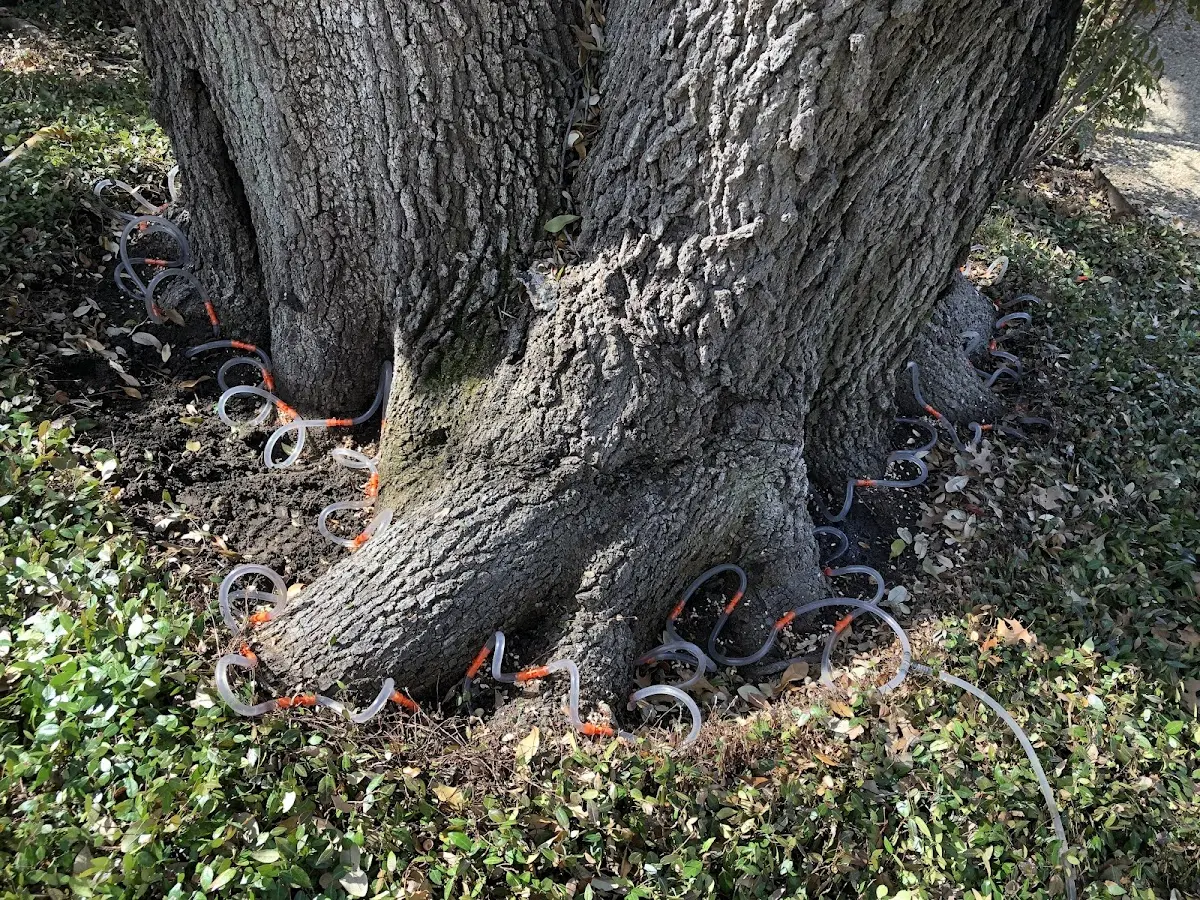 Detailed Tree Cabling and Bracing job site in Clay
