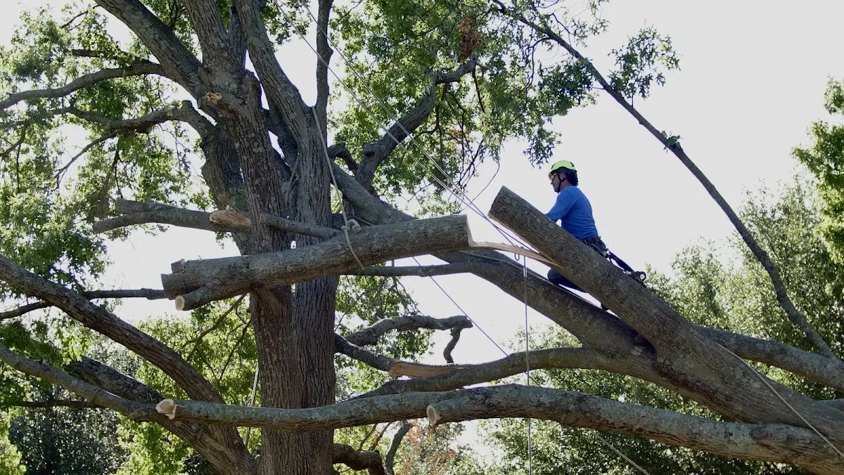Professional Hazardous Tree Removal performed by certified arborists in Clay